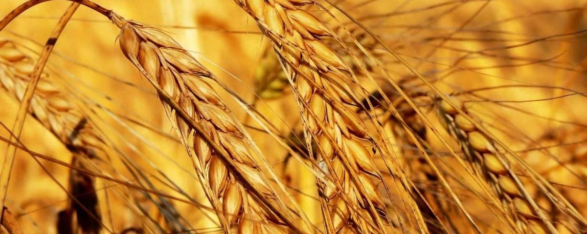 Türkiye, Rusya’dan 6 Tarım Ürünü İthalatını Durdurdu